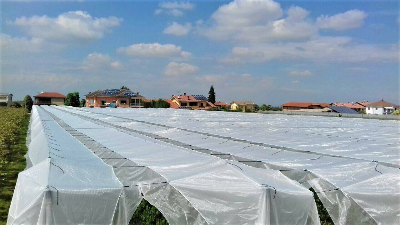 protecta CHERRIES por fuera aclarada|arrigoni protecta CHERRIES aclarada